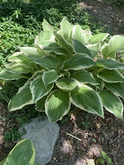 Hosta