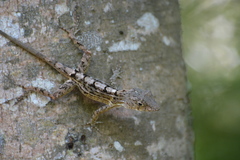 Anolis