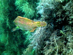 Heteroscarus acroptilus