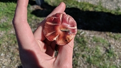 Gymnopilus luteofolius image
