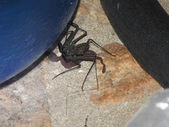 Phrynus whitei
