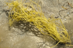 Ascophyllum nodosum