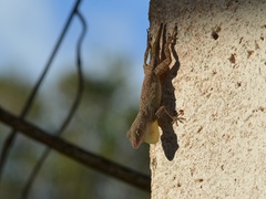 Anolis properus