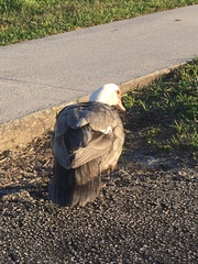 Cairina moschata domestica