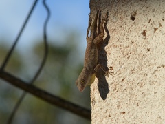 Anolis properus