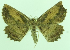 Gellonia pannularia