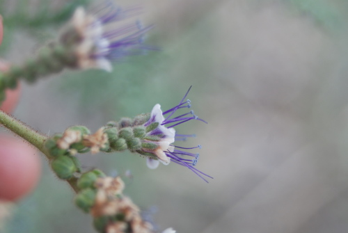 Image of Phacelia alba by (c) Loren Cassin Sackett, some rights reserved (CC BY)