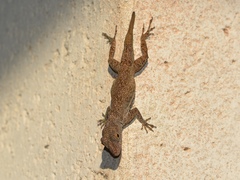 Anolis properus