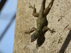 Anolis properus