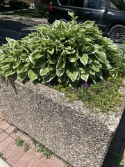 Hosta