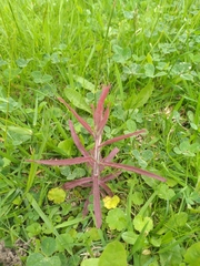Castilleja arvensis arvensis