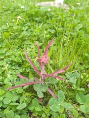 Castilleja arvensis arvensis