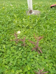 Castilleja arvensis arvensis