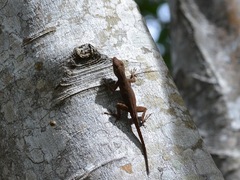 Anolis properus