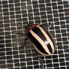 Calligrapha californica