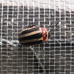 Calligrapha californica