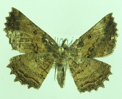 Gellonia pannularia