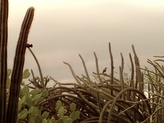 Toxostoma curvirostre