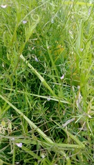 Vicia tetrasperma