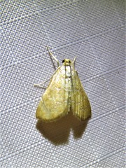 Glaphyria sesquistrialis