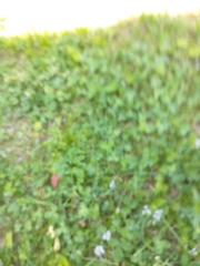 Veronica officinalis