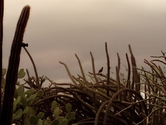 Toxostoma curvirostre