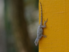 Anolis properus