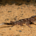Eastern Sand Gecko - Photo (c) Roberto Sindaco, some rights reserved (CC BY-NC-SA), uploaded by Roberto Sindaco