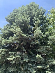 Pinaceae