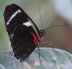 Heliconius antiochus