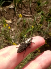 Chrysochroinae