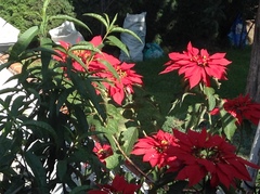 Euphorbia pulcherrima