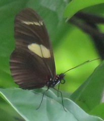 Heliconius wallacei