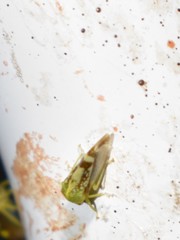 Atymna helena