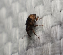 Conotrachelus seniculus