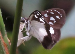 Hyalothyrus mimicus
