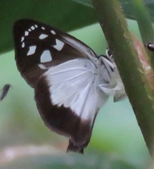 Hyalothyrus mimicus