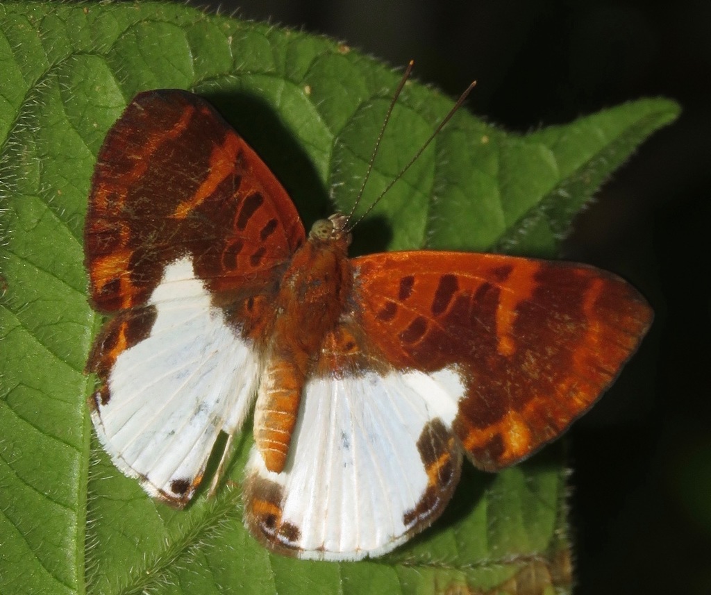 Juditha inambari