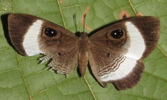 Mesosemia latizonata