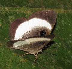 Mesosemia latizonata