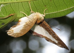 Nymphidium azanoides