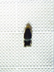 Stigmella resplendensella