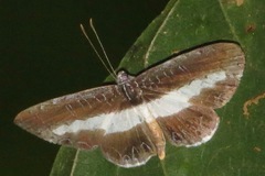 Nymphidium fulminans
