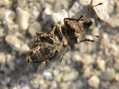 Tanymecus lacaena