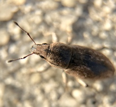 Tanymecus lacaena