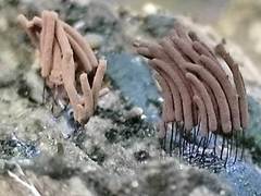 Stemonitis virginiensis