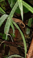 Rieppeleon kerstenii