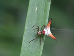 Micrathena militaris