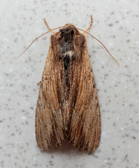 Apamea cuculliformis