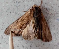 Apamea cuculliformis